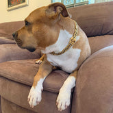 Dog Collar Chain
