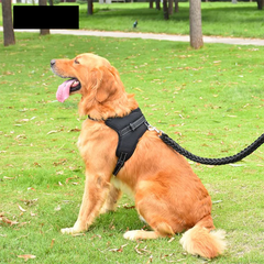 Pet Walking Harness: Adjustable Comfort